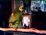 Awesome Talking parrot - Welcoming hi PaPa home!