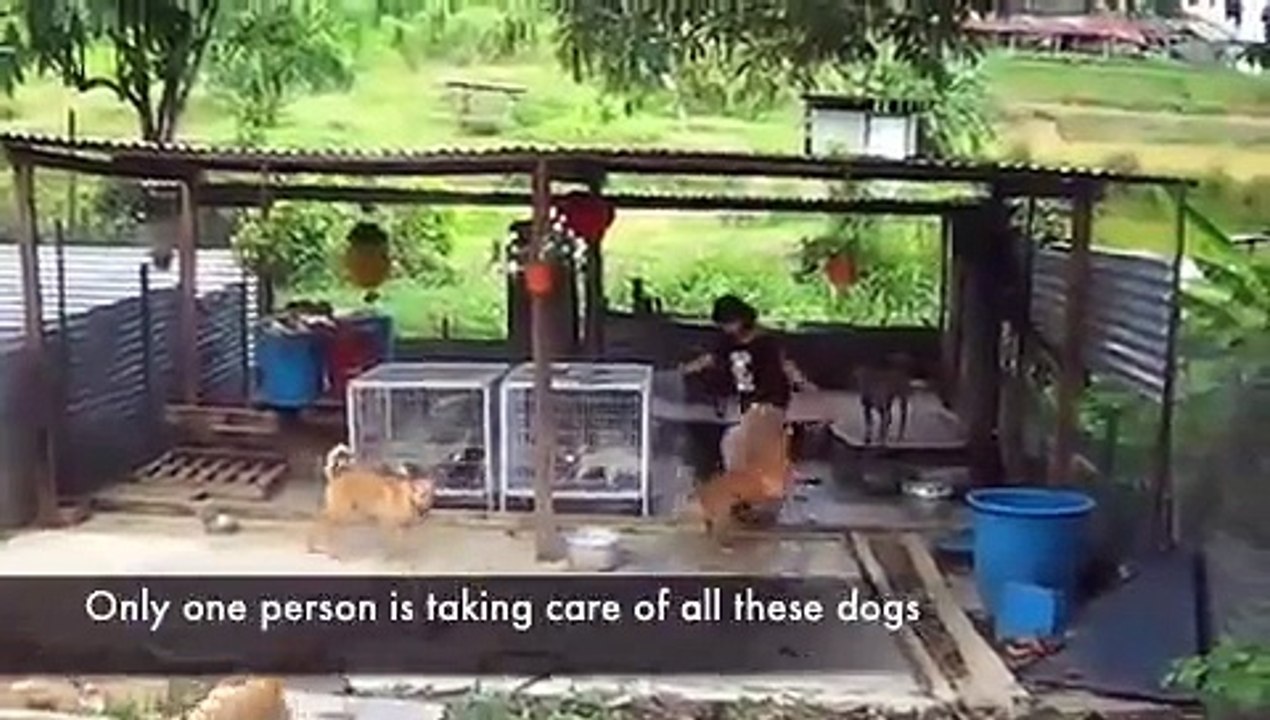 One of Dog Shelters in Selangor