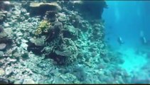 Egypt  :  Scuba Diving in Hurghada - Red sea - Egypt