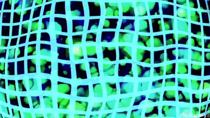 NOVA | What is Gravity Made Of? | PBS