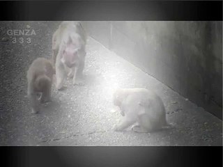 Animal fight  Baby monkey funny fight