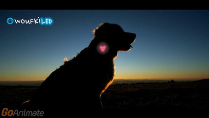 WOUFKI LED, la lumiere pour chien et chat (collier lumineux, collier led)