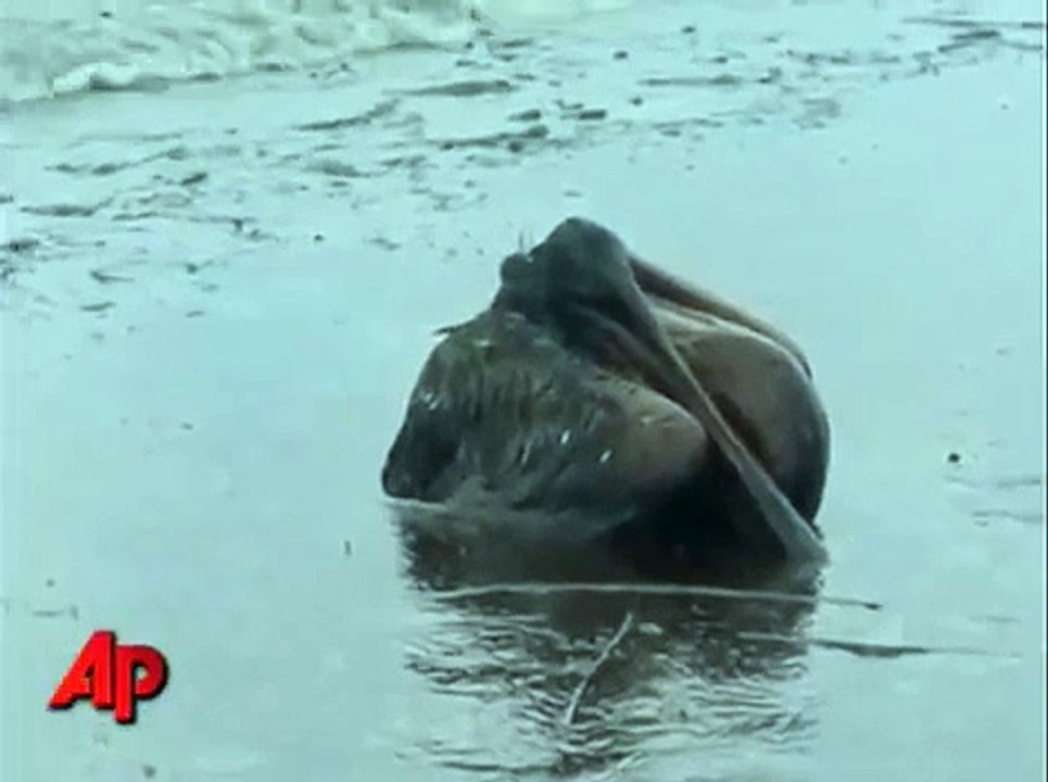 Gulf coast Birds in Oil: AP video