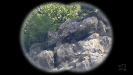 Aigle royal au repos