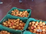 In Sicilia frutta di qualita  scarsi i guadagni