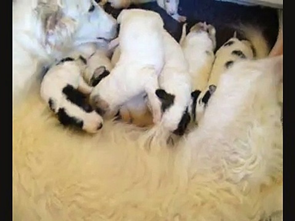 milk bar