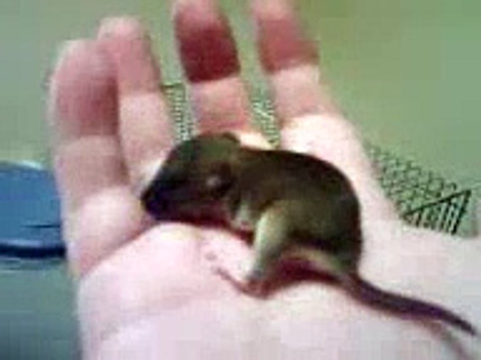 Baby rat