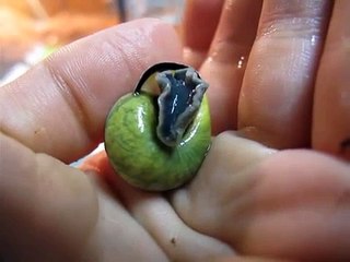 Snail emerging