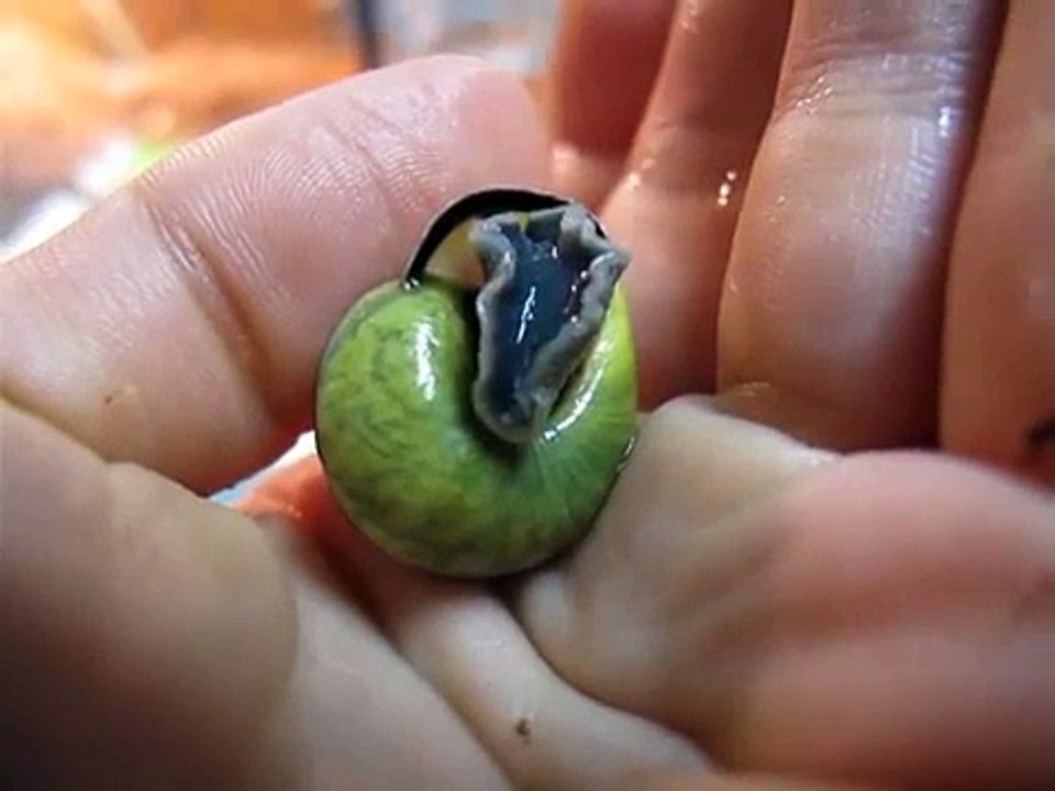Snail emerging
