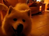 samoyed talking dog