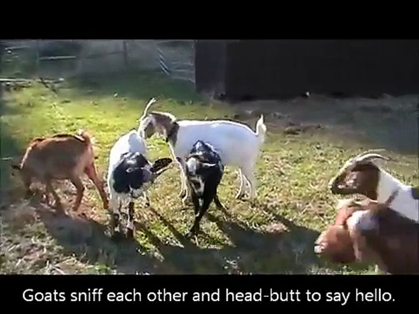 Goats get excited when new goats join the herd