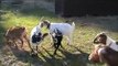 Goats get excited when new goats join the herd