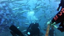 Swimming with 15 ft. Tiger Shark - Beqa Lagoon Shark Dive, Fiji