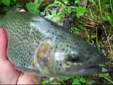 Missouri Rainbow Trout Fishing - Montauk State Park