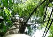 Ocho Rios, Jamaica Canopy Tour