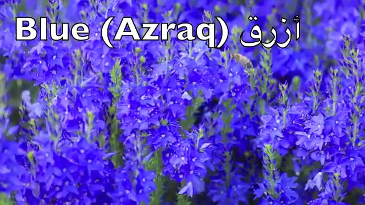 Learn Arabic Colors & Shapes! Children's Cartoon in Standard Fusha Arabic Language الع�