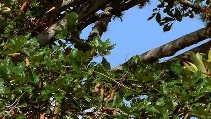 Stealth - Episode 02 - Secret Life of Predators