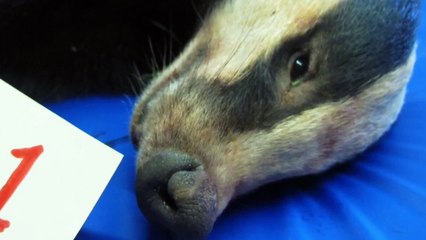 Join the Wounded Badger Patrol: Protect and Serve Today 🦡