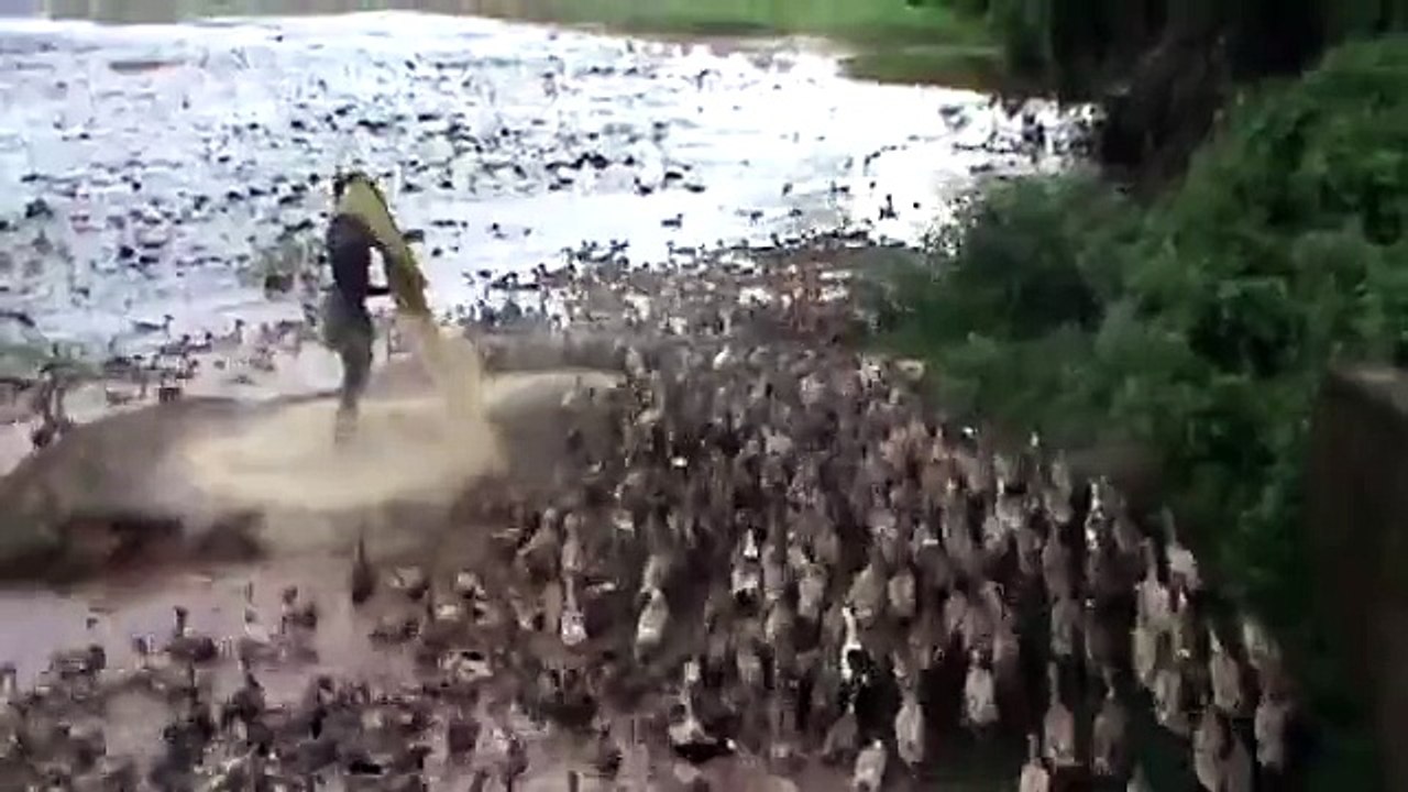 DUCK FARM