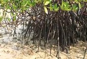 Mangrove Afforestation Project at Indonesia. by YLinvest