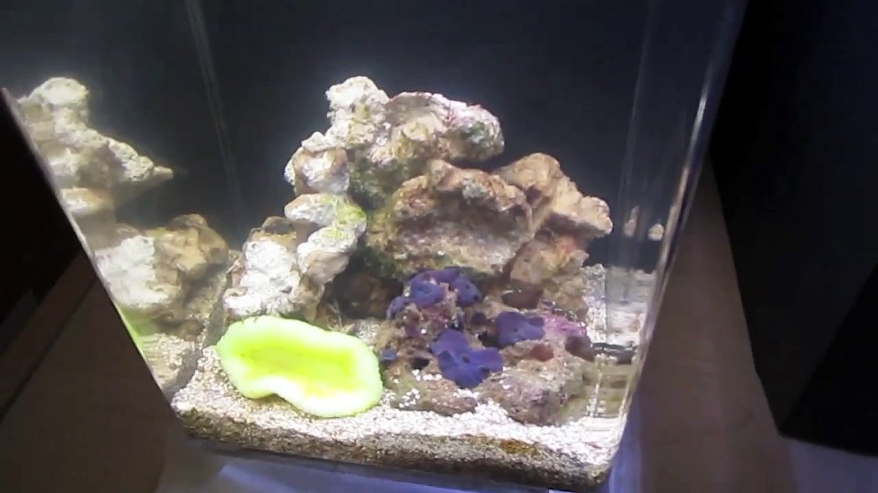 Quick Pico Reef Footage (Stage 2)