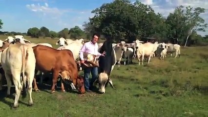 Reg Brahman Cows bred to JDH MR MANSO 809 5 (B 873367