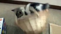 cute kitten Poteto「大きなかごとポテト」