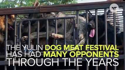 Meet The Woman Saving China's Dogs From Slaughter