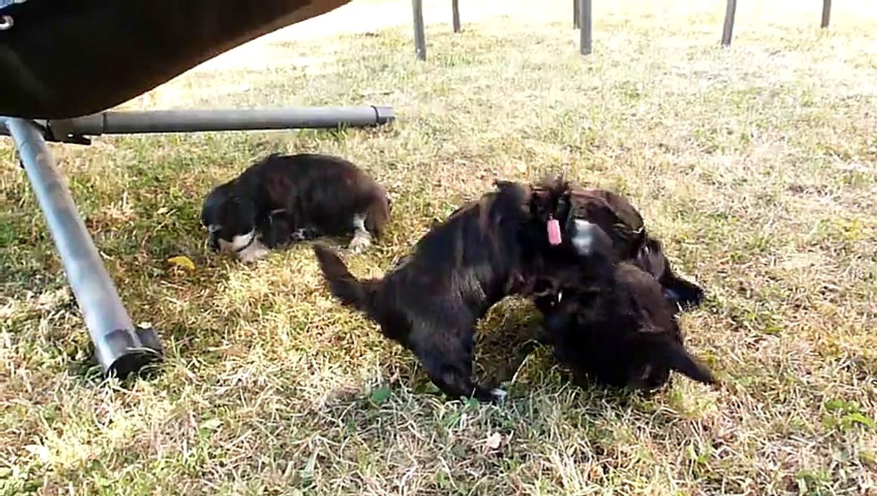 Bichons Havanais des Douceurs d'Izzy