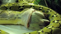 Granite Burmese Python and Platinum Reticulated Python feeding