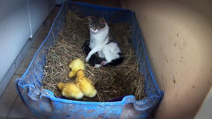 Eles deixaram uma gata sozinha com 3 patinhos