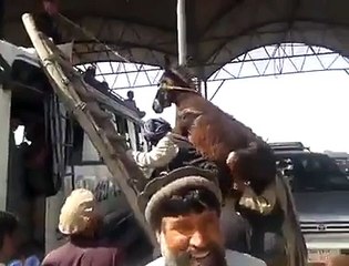 Donkey rides man
