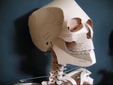 人体骨格模型 ペーパークラフト