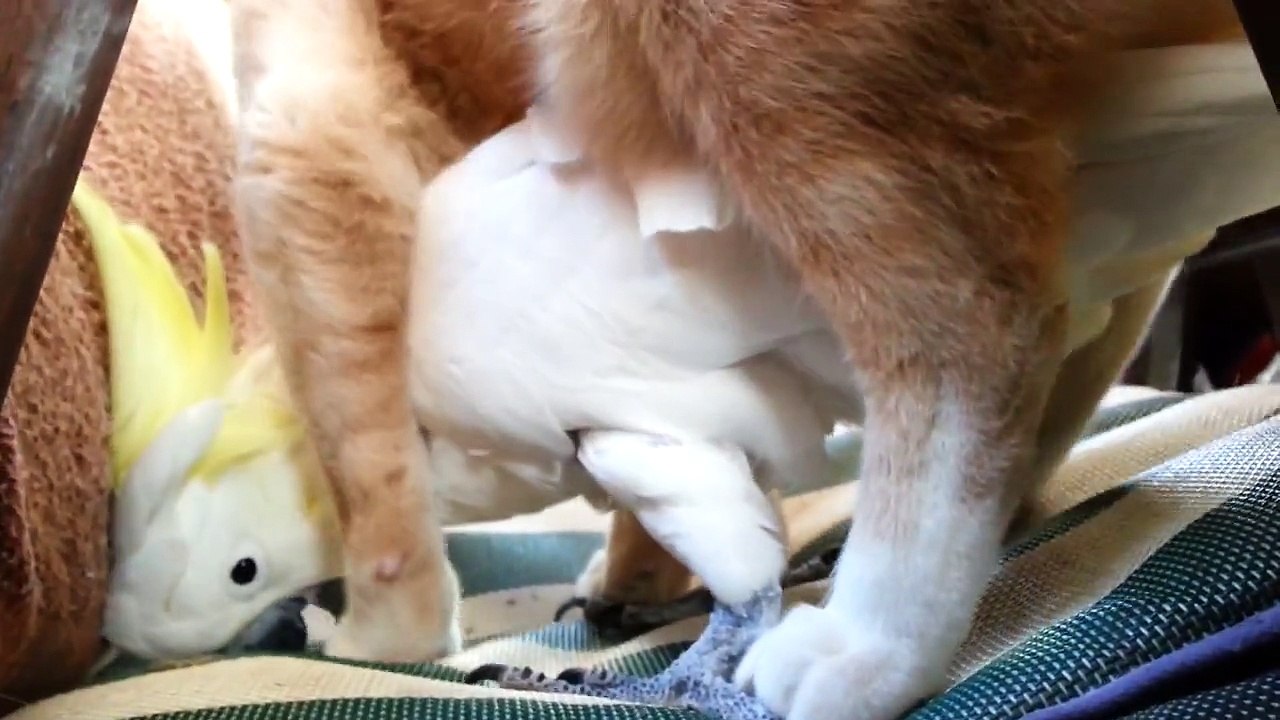 Cat Loves Cockatoo - Megs and Molly