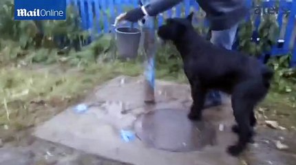 Farmer's dog Lemon lends hand by ploughing fields and pumping water