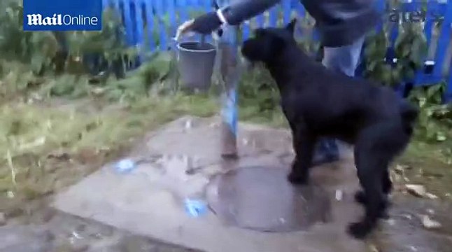 Farmer's dog Lemon lends hand by ploughing fields and pumping water