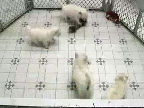 West Highland White Terrier 2007-10-07