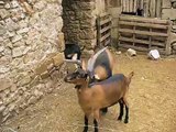 Chèvres Alpines des Tourelles - Quelques secondes de préliminaires caprin !