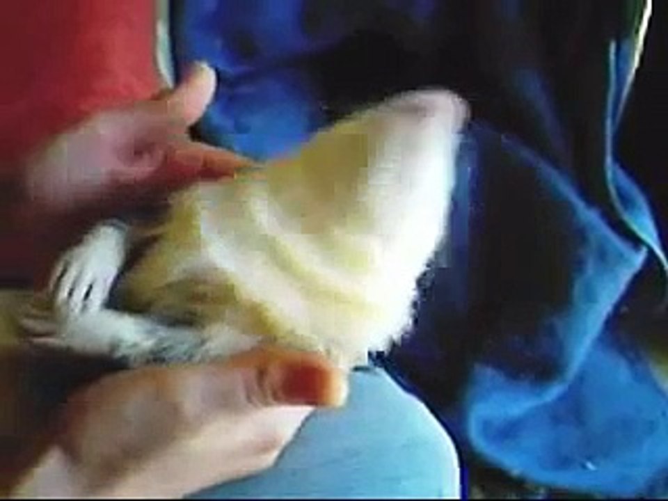 ferret falling asleep