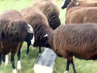 Dizzard Flock of Zwartbles Sheep & New Lamb Feb 2012
