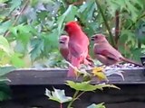 Cardinals Feeding