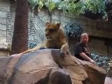 The Lion Habitat @MGM in Las Vegas