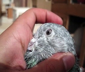 الفودري - الحمام الباكستاني السيالكوتي ٢٠١٢