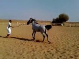 حصان عربي اصيل Arabian horse