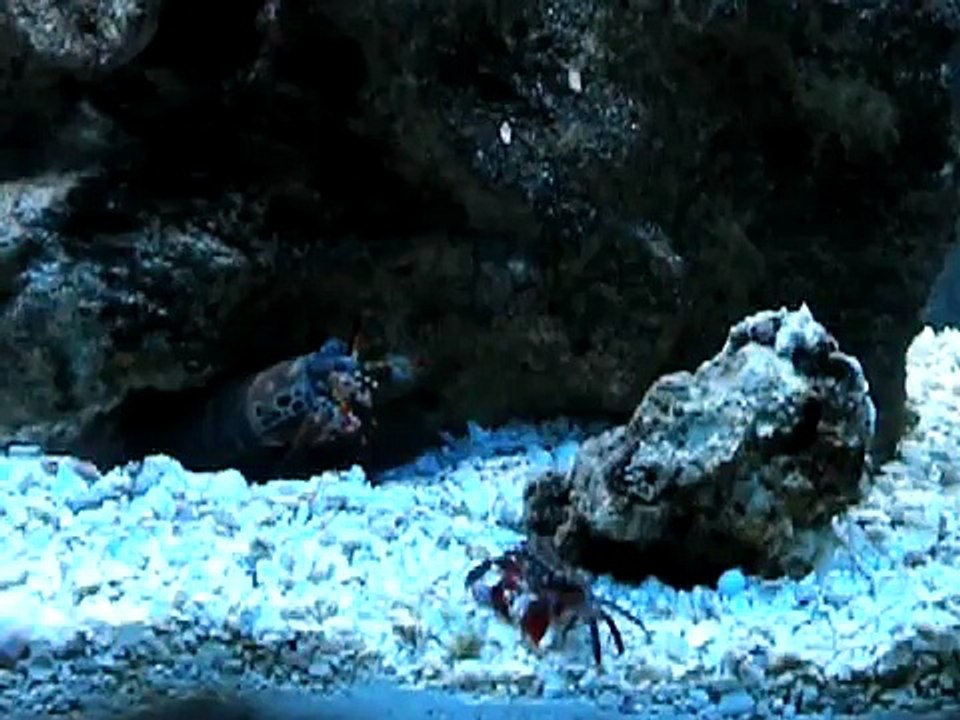 Mantis Shrimp vs Freshwater crab