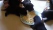 Puppies being weaned onto food scrambled egg staffordshire bull terrier sbt staffy staffie