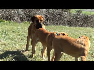 Alpine Lion Boerboel's Beast slow mo II