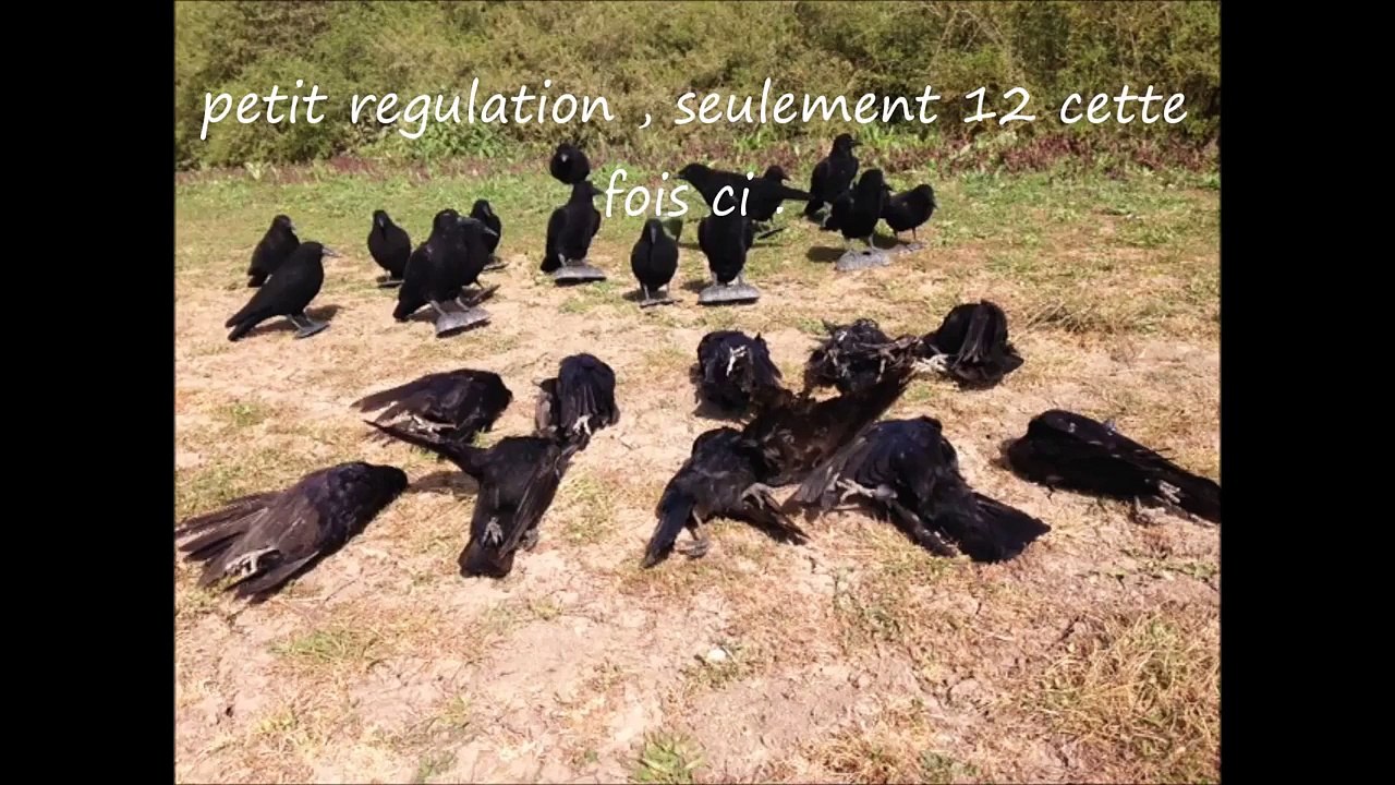 Régulation Corvidés saison 2015 , la suite !