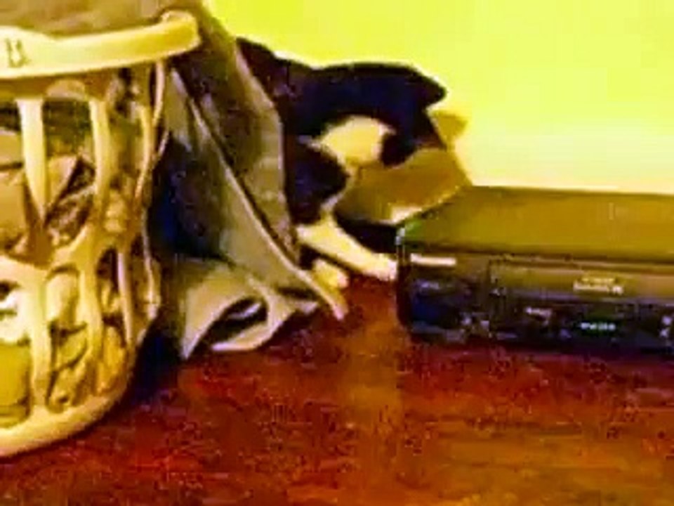 cat bitchfight