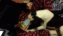 Marley the 5 Month Old Staffordshire Bull Terrier likes Ben & Jerrys